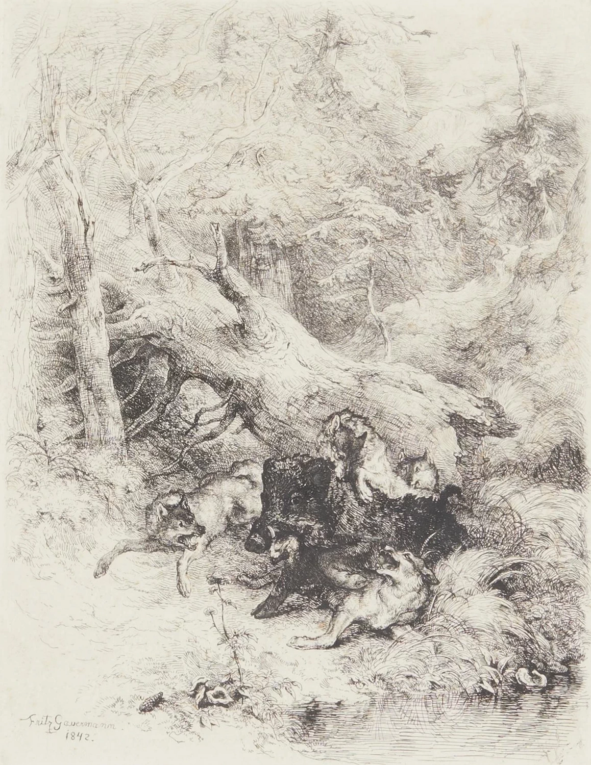 Cani e cinghiale